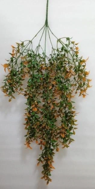 Ruscus Hoya Bella Leaf Creeper x 81